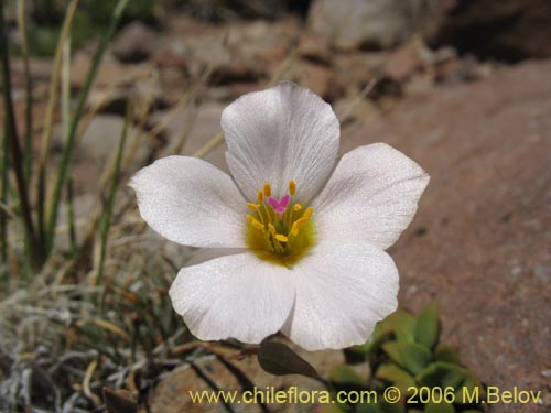 Imágen de Portulacaceae sp. #1901 (). Haga un clic para aumentar parte de imágen.