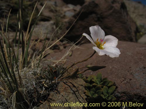 Imágen de Portulacaceae sp. #1901 (). Haga un clic para aumentar parte de imágen.