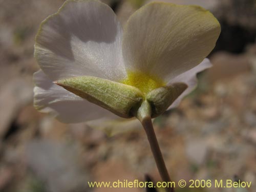 Portulacaceae sp. #1901的照片