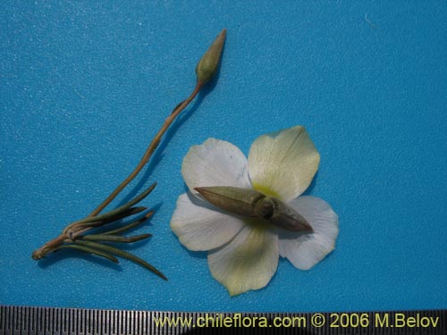 Image of Portulacaceae sp. #1901 (). Click to enlarge parts of image.