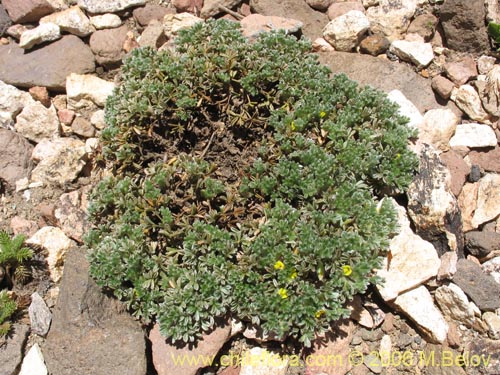 Imágen de Adesmia glomerula (). Haga un clic para aumentar parte de imágen.