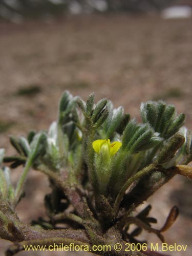 Imágen de Adesmia glomerula (). Haga un clic para aumentar parte de imágen.