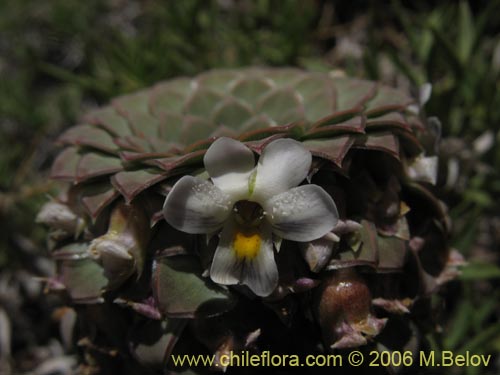 Viola atropurpurea의 사진