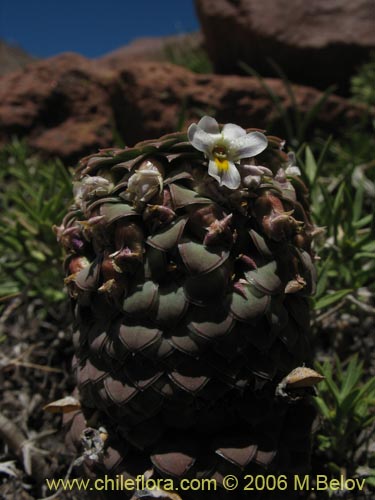 Imágen de Viola atropurpurea (). Haga un clic para aumentar parte de imágen.