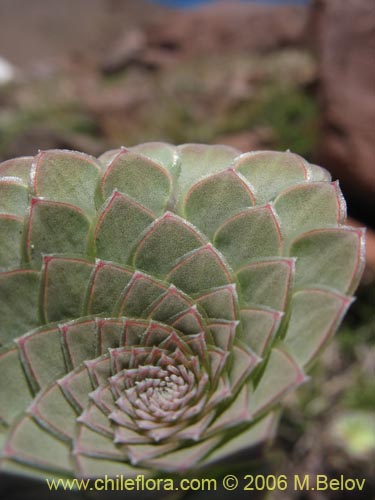 Image of Viola atropurpurea (). Click to enlarge parts of image.