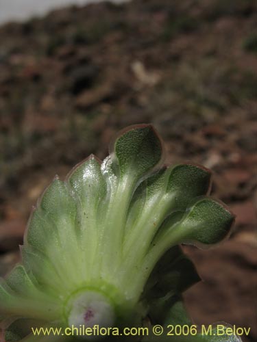 Image of Viola atropurpurea (). Click to enlarge parts of image.