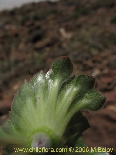 Фотография Viola atropurpurea (). Щелкните, чтобы увеличить вырез.