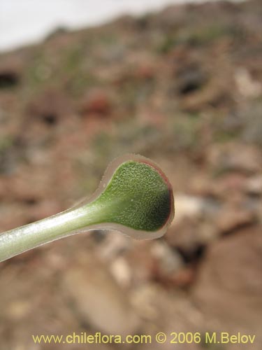 Image of Viola atropurpurea (). Click to enlarge parts of image.