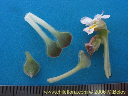 Image of Viola atropurpurea (). Click to enlarge parts of image.