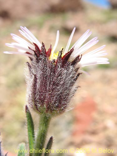 Image of Erigeron sp.   #1307 (). Click to enlarge parts of image.