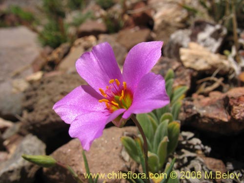 Portulacaceae sp. #1901の写真