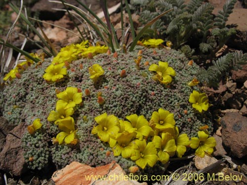 Imágen de Oxalis sp. #3093 (). Haga un clic para aumentar parte de imágen.