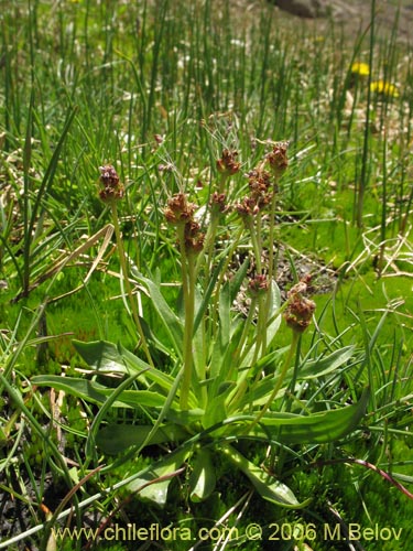 Image of Plantago sp. 1015  #1015 (). Click to enlarge parts of image.