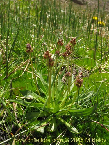 Image of Plantago uniglumis (). Click to enlarge parts of image.