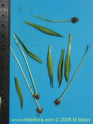 Image of Plantago sp. 1015  #1015 (). Click to enlarge parts of image.