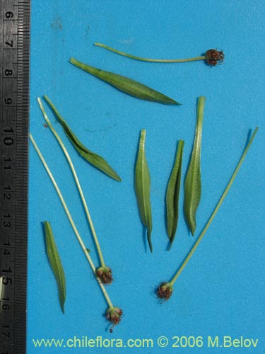 Image of Plantago uniglumis (). Click to enlarge parts of image.