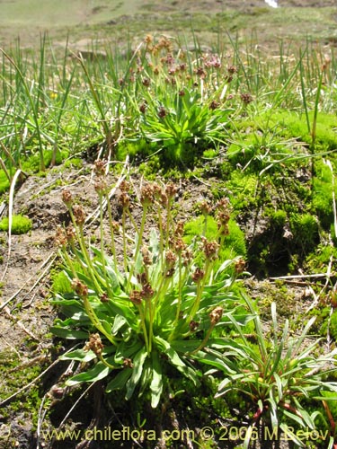 Image of Plantago uniglumis (). Click to enlarge parts of image.