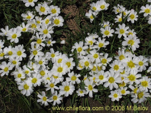 Calandrinia affinis的照片