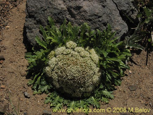 Imágen de Nastanthus agglomeratus (Coliflor del cerro). Haga un clic para aumentar parte de imágen.