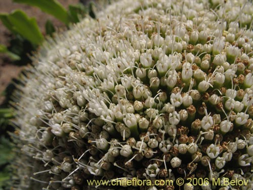 Imágen de Nastanthus agglomeratus (Coliflor del cerro). Haga un clic para aumentar parte de imágen.