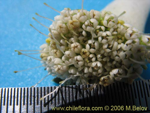 Image of Nastanthus agglomeratus (Coliflor del cerro). Click to enlarge parts of image.