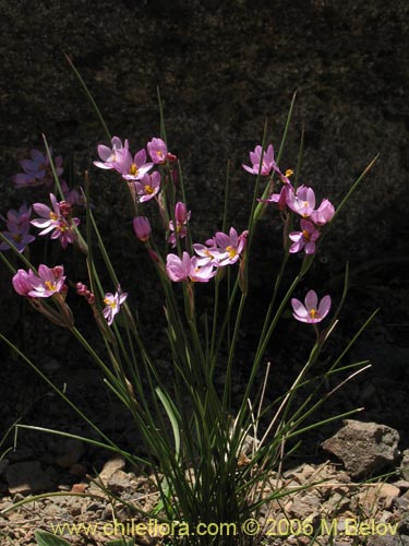 Image of Sisyrinchium sp. #1708 (). Click to enlarge parts of image.