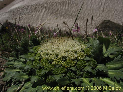 Image of Nastanthus agglomeratus (Coliflor del cerro). Click to enlarge parts of image.