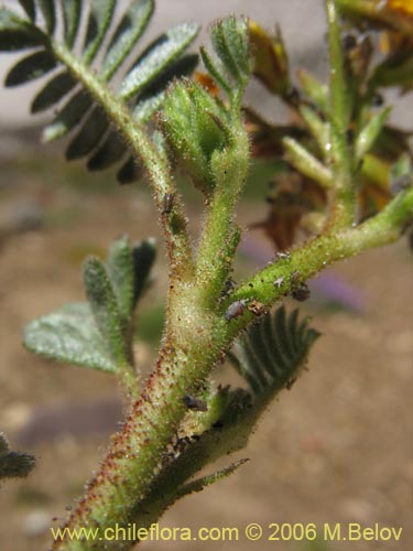 Bild von Adesmia sp. #3143 (). Klicken Sie, um den Ausschnitt zu vergrössern.