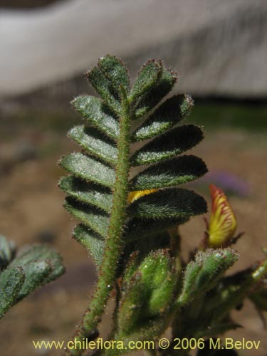 Bild von Adesmia sp. #3143 (). Klicken Sie, um den Ausschnitt zu vergrössern.