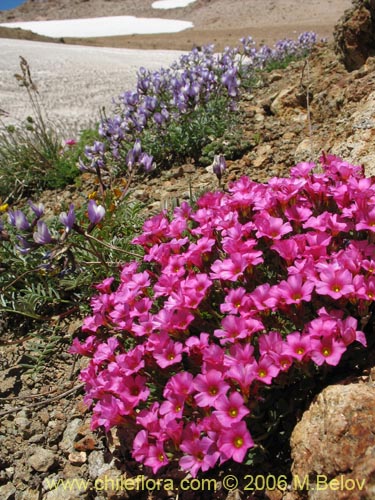 Фотография Oxalis squamata (Ojos de agua). Щелкните, чтобы увеличить вырез.