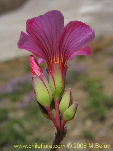 Imágen de Oxalis squamata (Ojos de agua). Haga un clic para aumentar parte de imágen.