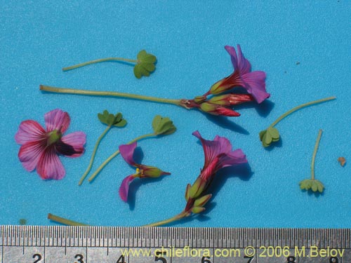 Oxalis squamata的照片