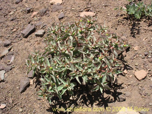 Euphorbia sp. #1028의 사진