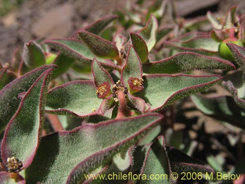 Image of Euphorbia sp. #1028 (). Click to enlarge parts of image.