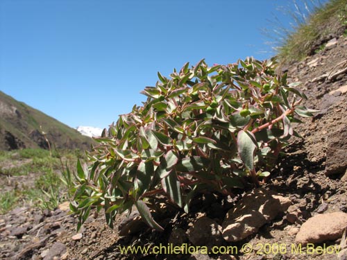 Euphorbia sp. 1028  #1028의 사진