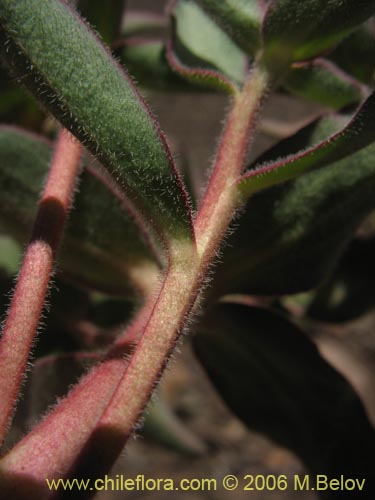 Euphorbia sp. #1028的照片