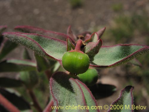 Image of Euphorbia sp. #1028 (). Click to enlarge parts of image.