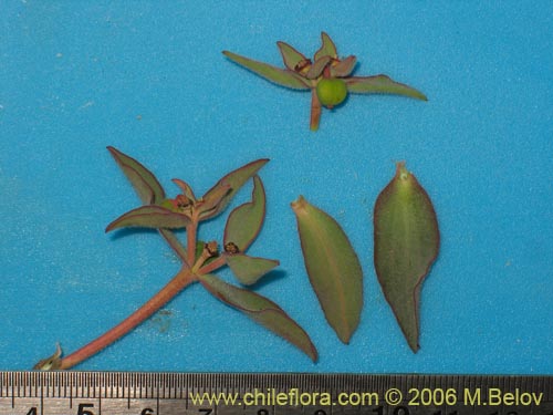 Фотография Euphorbia sp. 1028  #1028 (). Щелкните, чтобы увеличить вырез.