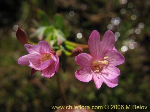 Epilobium sp. #1675の写真