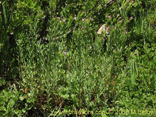 Imágen de Epilobium sp. #1675 (). Haga un clic para aumentar parte de imágen.