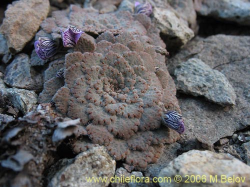 Image of Viola congesta (Violeta de los volcanes). Click to enlarge parts of image.