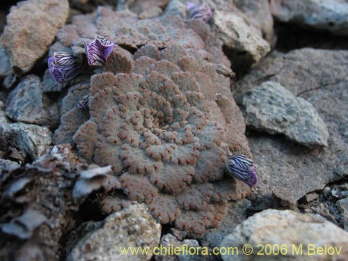 Imágen de Viola congesta (Violeta de los volcanes). Haga un clic para aumentar parte de imágen.