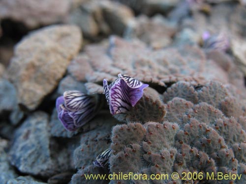 Image of Viola congesta (Violeta de los volcanes). Click to enlarge parts of image.