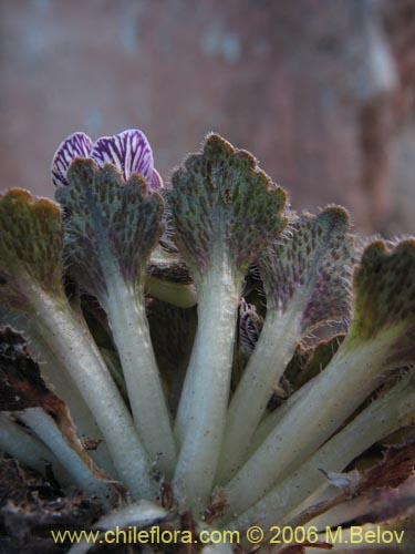 Image of Viola congesta (Violeta de los volcanes). Click to enlarge parts of image.