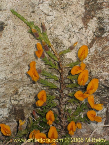 Imágen de Anarthrophyllum cummingi (). Haga un clic para aumentar parte de imágen.