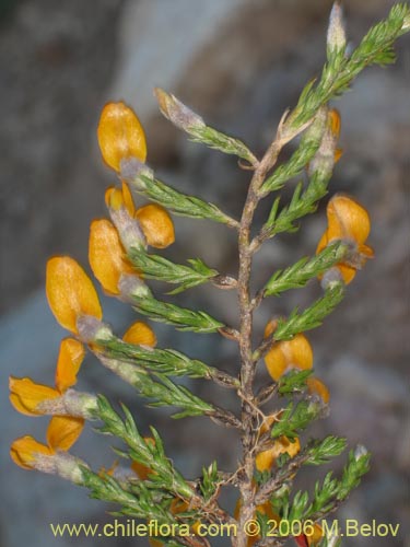 Bild von Anarthrophyllum cummingi (). Klicken Sie, um den Ausschnitt zu vergrössern.