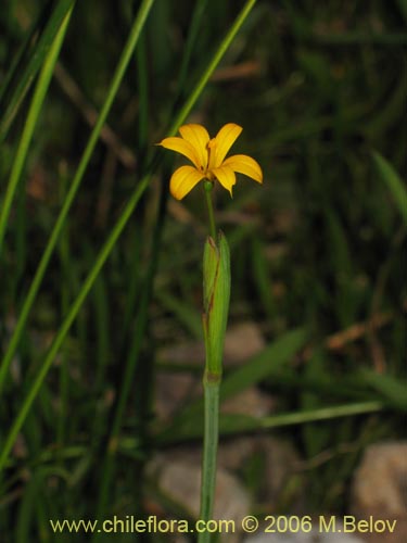 Iridaceae sp. #1900的照片