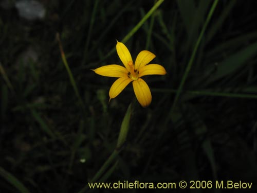 Iridaceae sp. #1900の写真