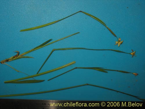 Iridaceae sp. #1900の写真