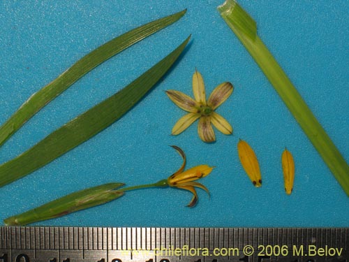 Bild von Iridaceae sp. #1900 (). Klicken Sie, um den Ausschnitt zu vergrössern.